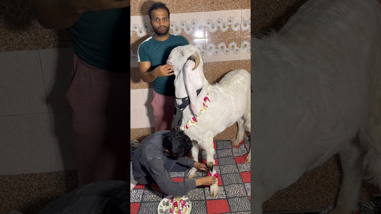 Last Day With Badal 🤍🐐 #qurbani #bakraeid #petsvlog #goat #bakra