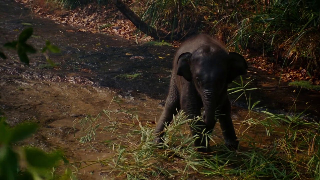 The Protector Hindi (2005) Mother save baby elephant scene in hindi