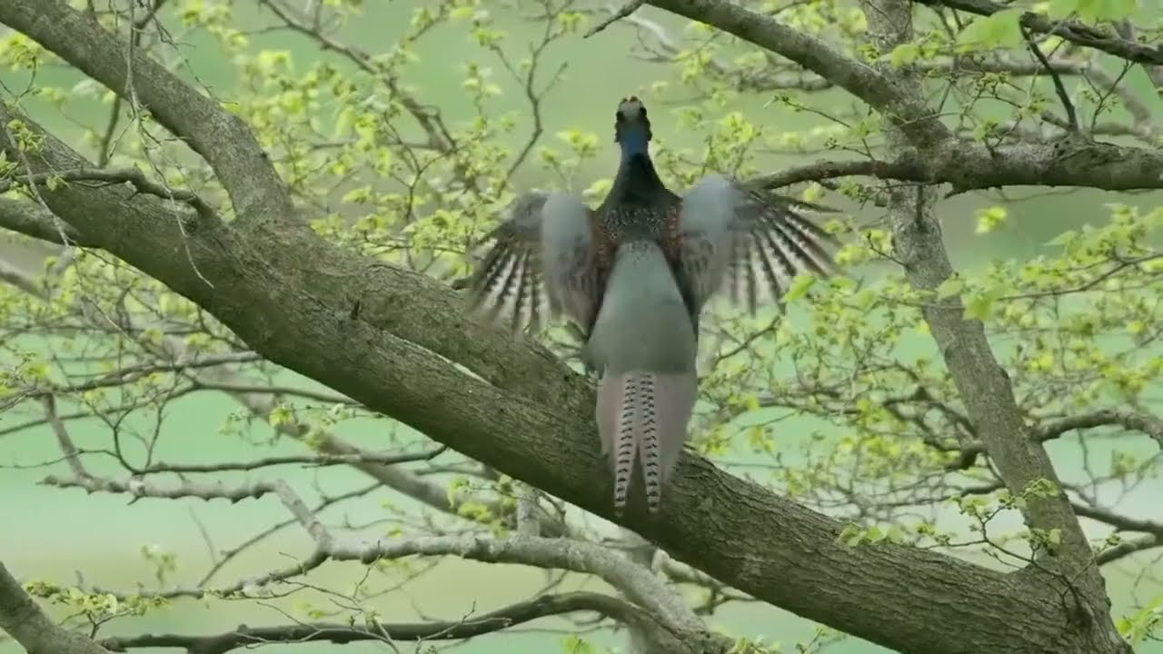 13 Green Pheasant Phasianus versicolor🐦🕊️ 🦜🎵❤️ | Birds | The Most Stunning Bird Songs