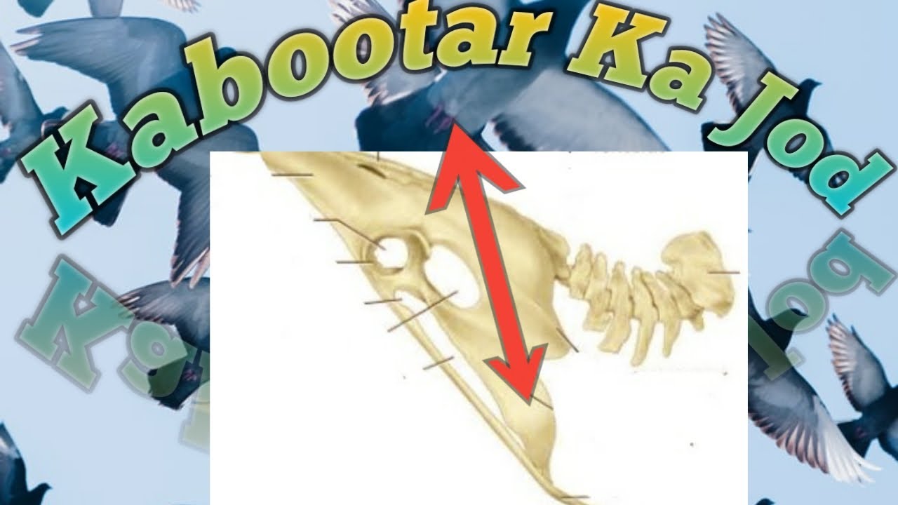 Kabootar k Jod haddi Ki Malumat | Band Jod ka Kabootar | Kabutar k Khule jod | Jor Haddi kaisi Ho? |