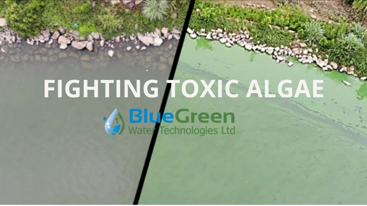 Nanhu Lake in China saved from toxic  algae that is contaminating US lakes