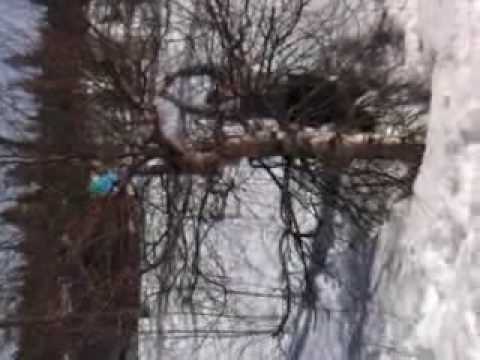 Video: Hur Man Gör Ett Påskträd