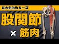 【股関節×筋肉】股関節の動き＆主要な筋肉がすべてわかる動画