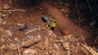Yellow Sand Wasp Bembix Palmata Digging In Slow Motion