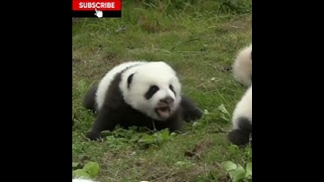 cute baby panda voice #shorts #ytshorts