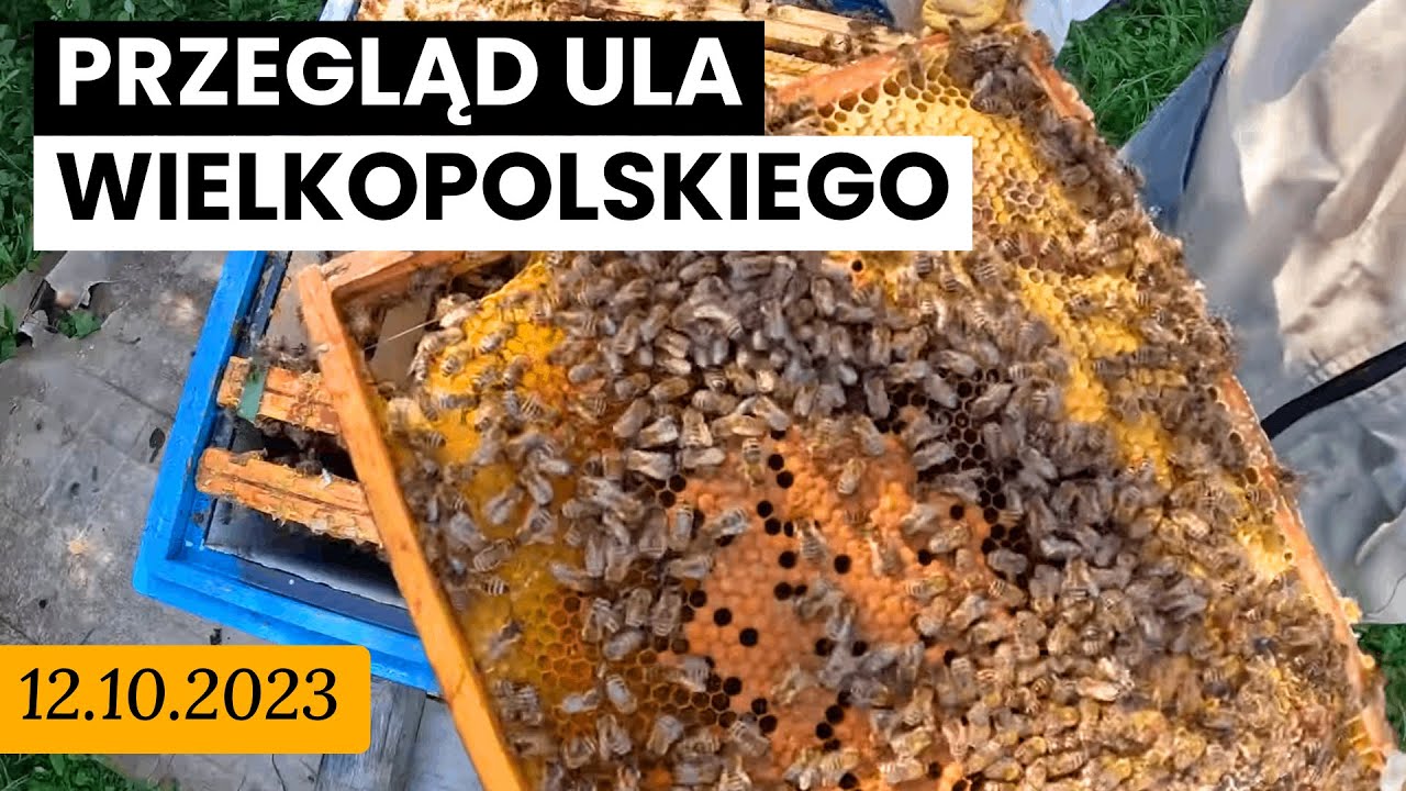 12.10.2023 [ UL-3 ] Przegląd ula wielkopolskiego przed zimą, stan zakarmiania, matka do izolacji.