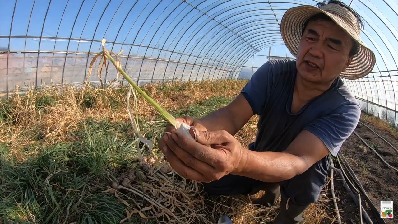 Хүлэмжинд тарьсан улаан хальст саримсаа хураалаа.