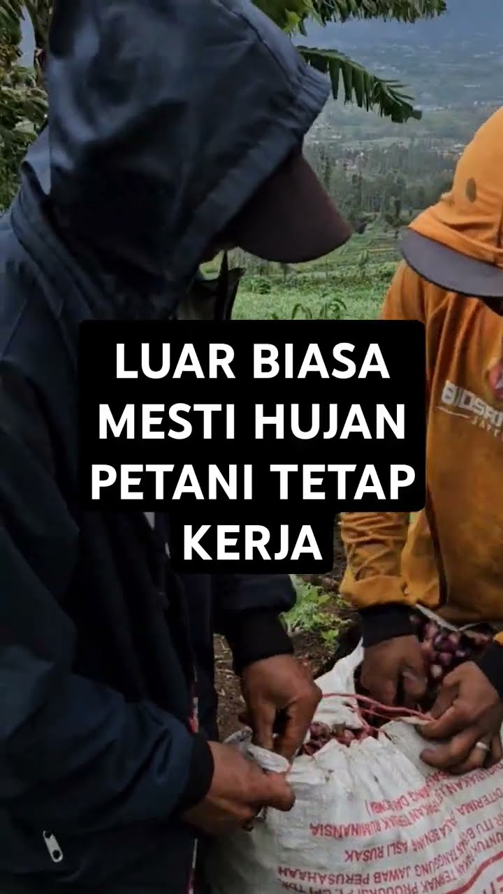 PANEN DI SAAT HUJAN TURUN