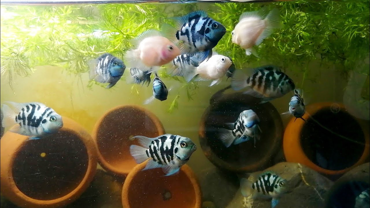 blue polar parrot fish breeding Blue Polar Tips. How to breed, how to take care eggs & free swimming fry.  Tank setup and more