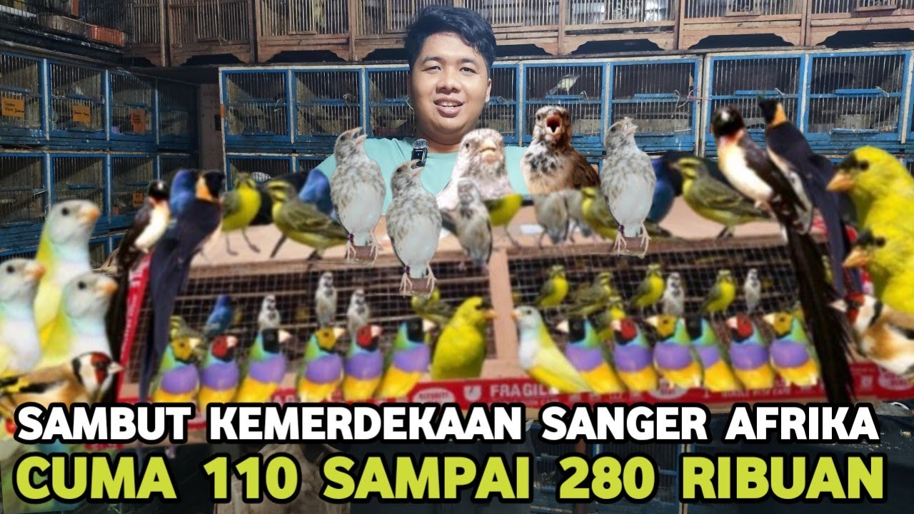 SAMBUT KEMERDEKAAN OBRAL HARGA ! SANGER AFRIKA CUMA 280 RIBUAN DI PASAR BURUNG PRAMUKA HARI INI