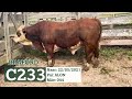 C233 - TOURO BRAFORD GERAÇÃO 2021 FAZENDA BASSO PANCOTTE