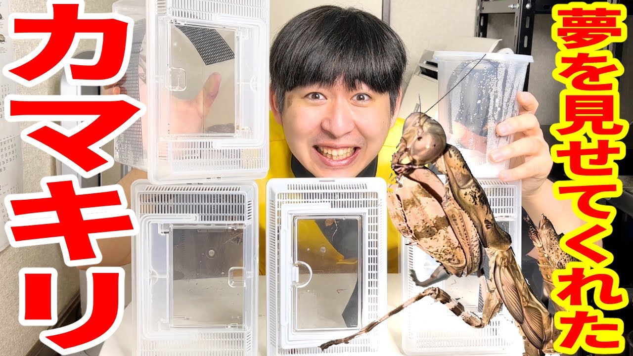 What are the children of the buzzworthy praying mantis who have