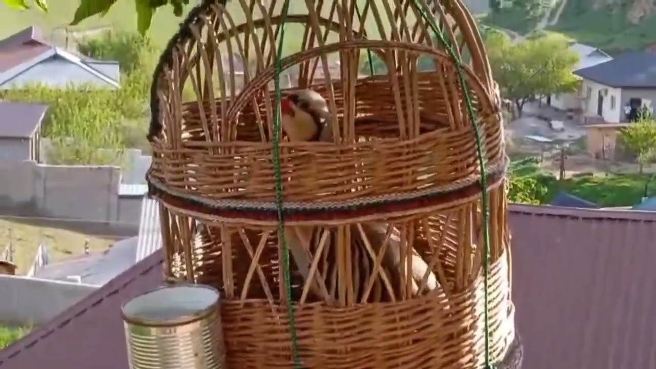 Модкабки Помир шикори 800 сомонӣ тел: +992 50 100 2685