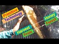 Primitive Technology: Harvest Honey From Natural Honeycomb | Survival In The Rainforest | Wild Honey