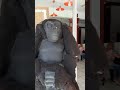 مجسم لا اسمع لا اري لا اتكلم 