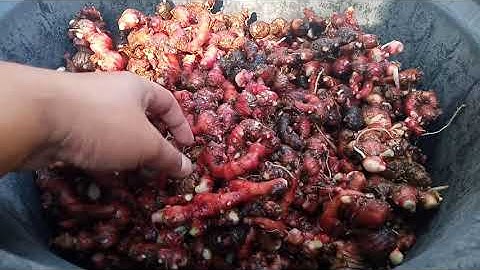 panen jahe merah media tanam karung dan polybag