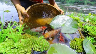 Top Finding 2020|Amazing Big & A lot of Koi Fish n River Catching By Top Man Skill|Gold Betta