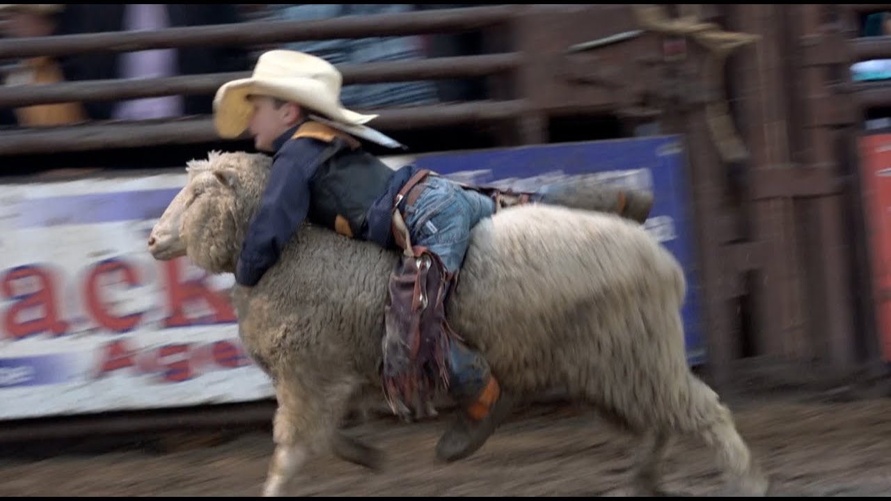 Распродажа лошадей в Майлз-Сити