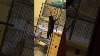 Black cat VS white parrot by Ira Bon Cat 66 views 1 month ago 1 minute, 40 seconds