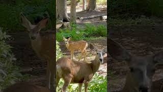 Mule deer #deer #wildlife #nature #animals #naturelovers #learning #explore #wilderness