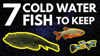 Top 7 Cold Water Fish That Don't Need a Heater