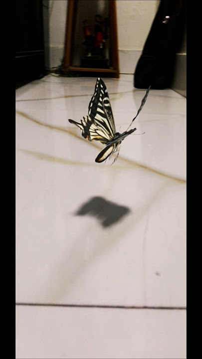 3Danimation of butterfly 🦋#viralvideo #trending #fly #butterfly #study #nature #biology