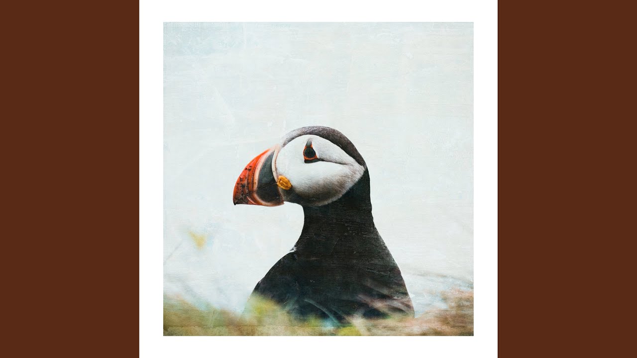 Watch Puffin on YouTube Watch Puffin on YouTube