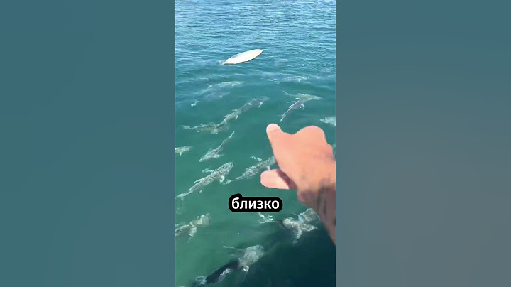 Почему нельзя кормить рыбу с корабля? 🚢🐟🦈