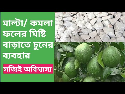 ভিডিও: কীভাবে কমলা বাড়াবেন