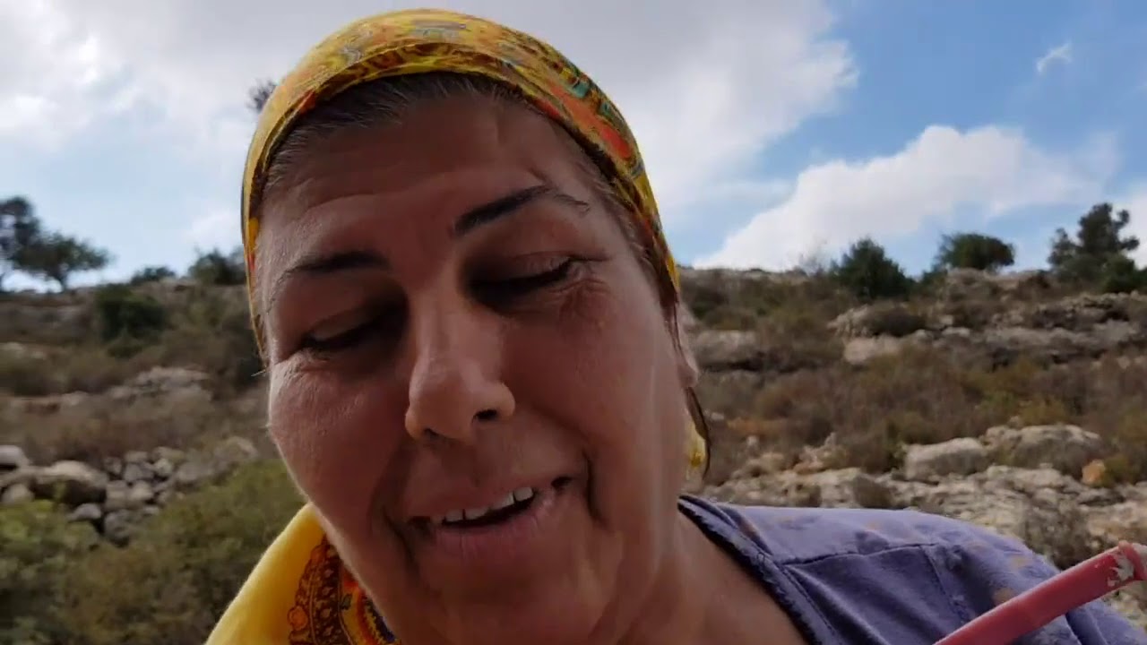 Palestine Gold : Olive Oil