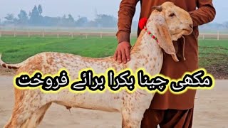 Makhki Cheena Bakra Available For Sale In Pakistan | Bakra | by Malik Hunter 98 views 4 weeks ago 8 minutes, 33 seconds