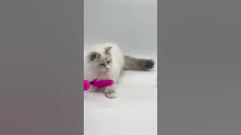 Watch the video about Guchies is Charming Neva Masquerade Kitty