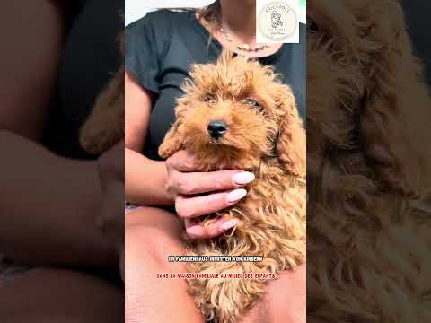 RUGGY — FENOTIPO BARBONCINO TOY