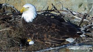 Cholyn lays First 2026 EGG 🥚Overnight at Two Harbors Bald Eagle Nest Overlook Explore.org 2-24-26
