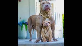 bodybuilder dog Pitbull|very dangerous look|#shorts #bulldog screenshot 2