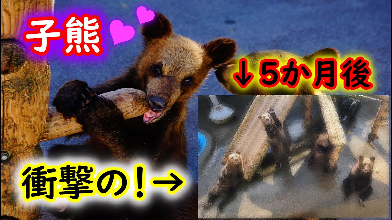 可愛い子熊がヒグマになる瞬間 もふもふぬいぐるみが 5か月後 衝撃の結果 昭和新山クマ牧場 Youtube