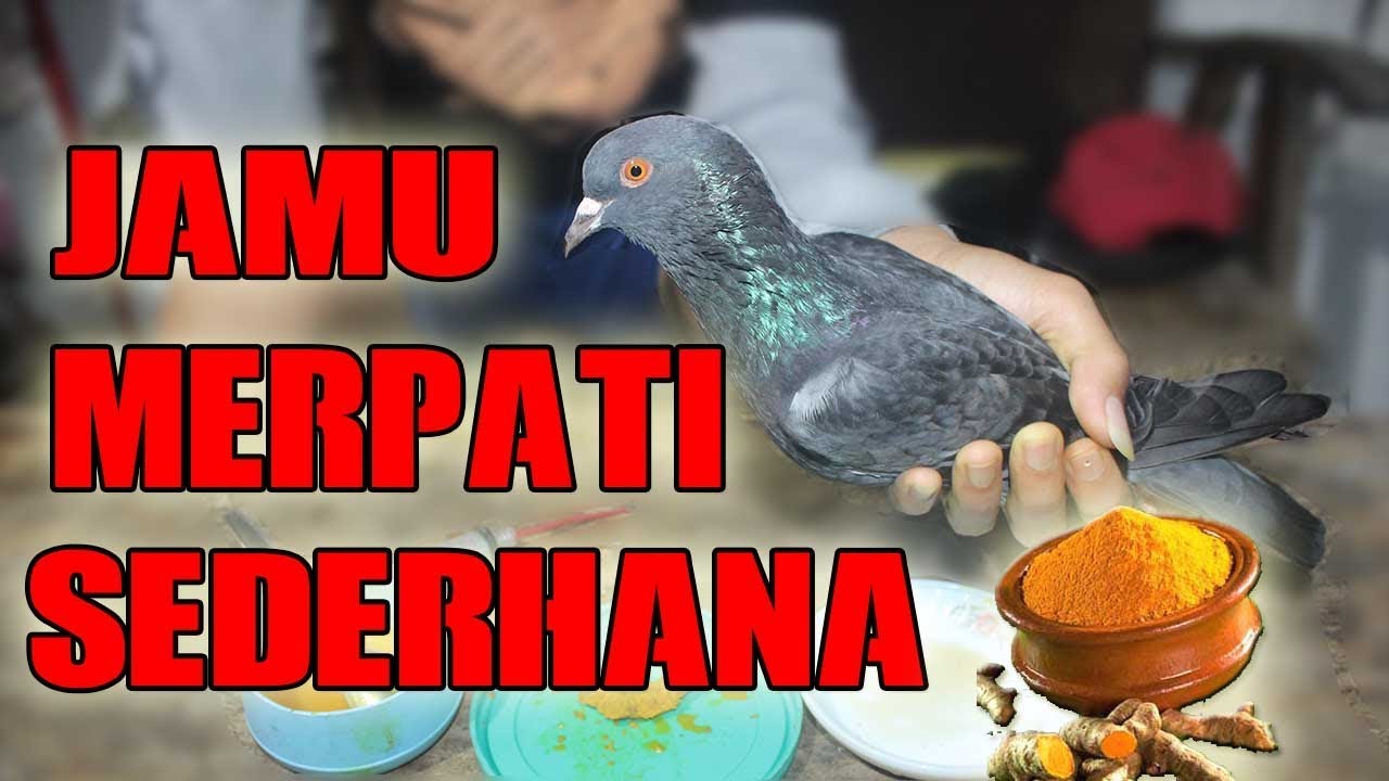 Nama Yang Bagus Buat Burung Dara Love Bird Indah