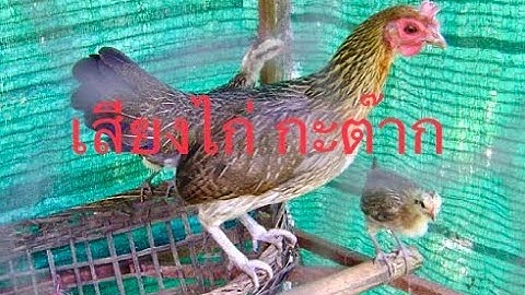 เสียงไก่กะต๊าก Poj qaib cuab tsauj thiab qhoob