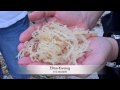 seaweed investment-seawe...  investment.Dynas...  Marine Farm Part 1