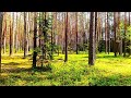 Natural ASMR 🌿 Relaxing Nature Sounds for Sleep and Meditation