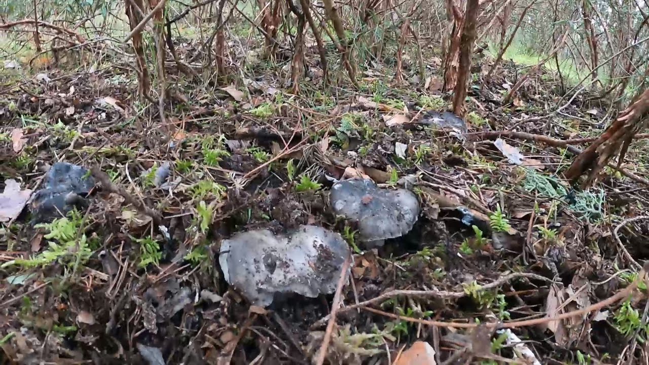 El mejor Marzuelo de España 2025