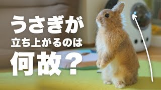うさぎの「うたっち」立つ仕草の意味は？No.43