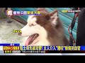 獨家》 河濱寵物公園遭大犬攻擊！ 飼主拒道歉還嗆聲@newsebc