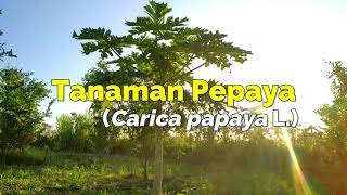 Tanaman Pepaya (Carica papaya L.) [ EPISODE 3 ]