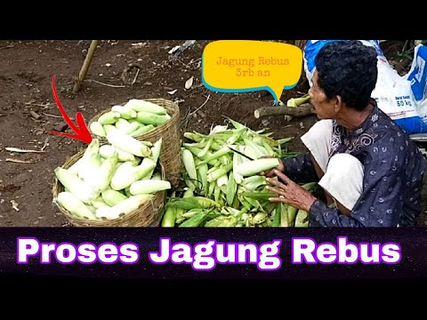 Video: Bagaimana anda memecahkan jagung rebus?