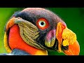 10 Burung Yang Lebih Mirip Alien Daripada Hewan