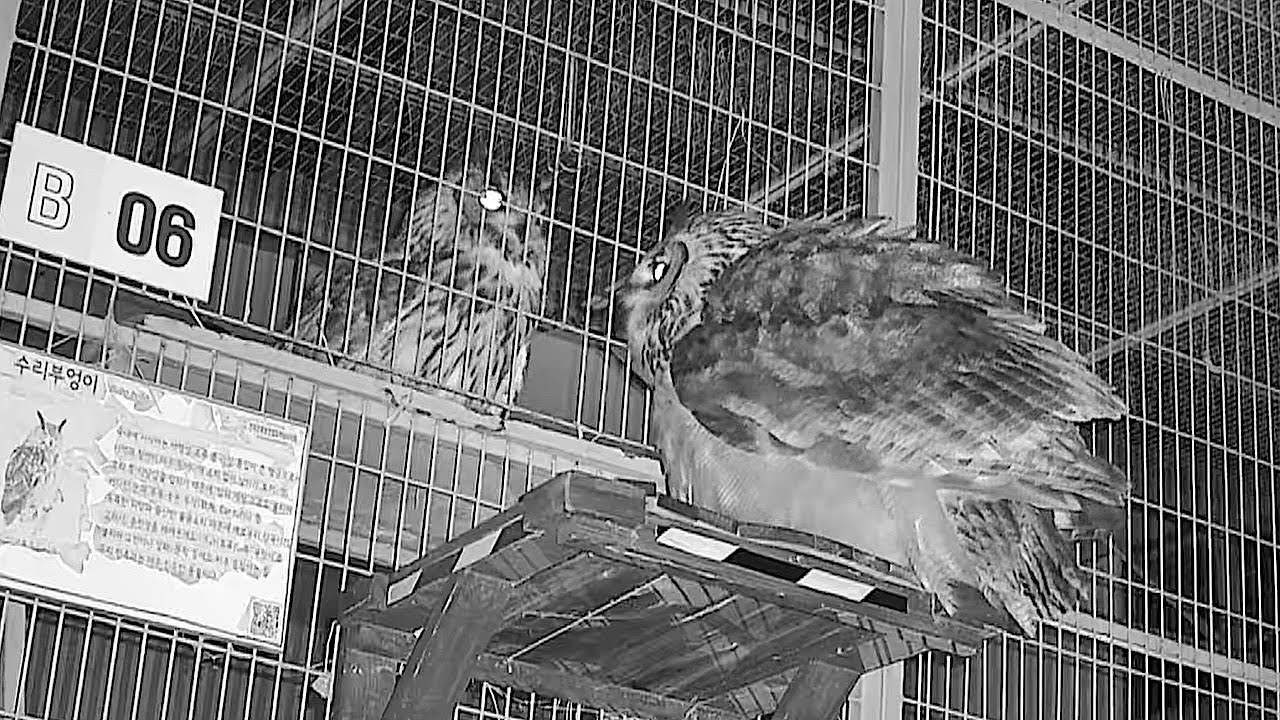 수리부엉이, 침입자가 나타나면 교미를 한다?