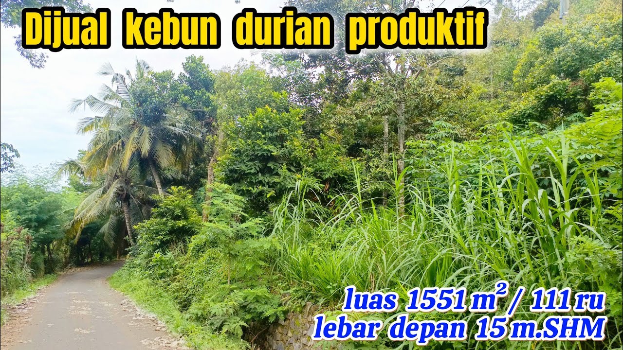 Dijual kebun durian produktif ( 082194791760 )