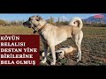 KANGAL DESTAN FAÇALARINA BİR YENİSİNİ EKLEMİŞ ESTİRMEYE DEVAM EDİYOR #kangal #destan