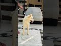 Pure White Siberian Husky Short Trending Husky Dogs As Kennel 9466451339 Call 